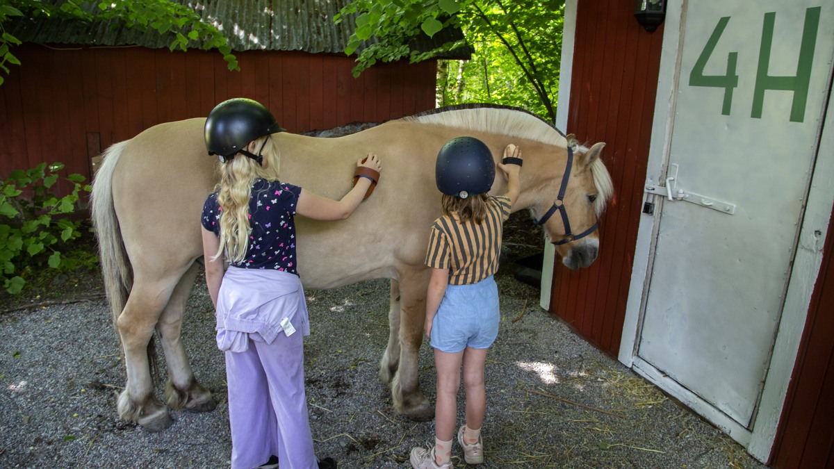 Två flickor ryktar en häst. 